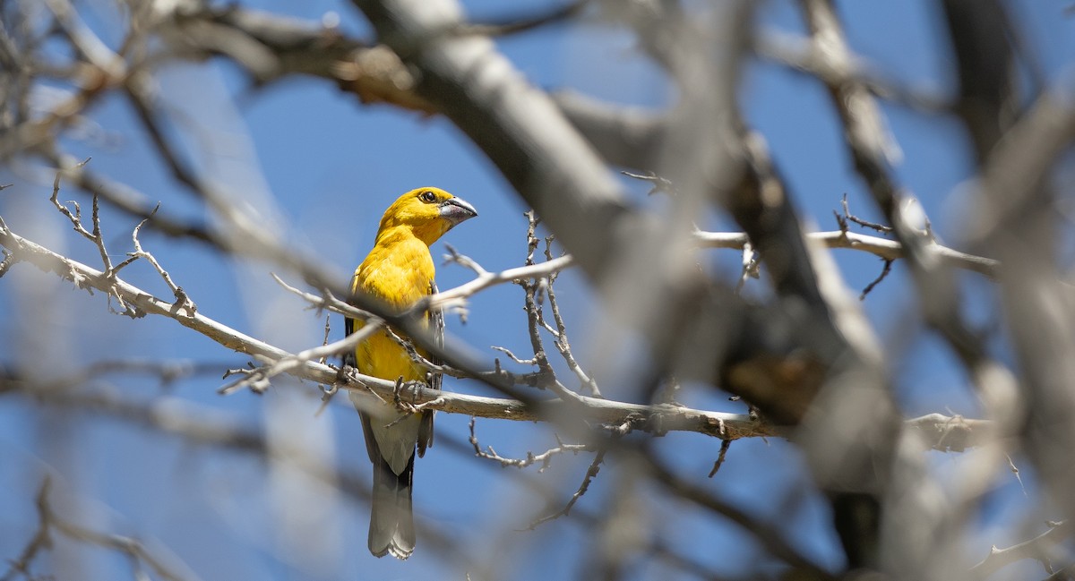 Yellow Grosbeak - Michael Sadat