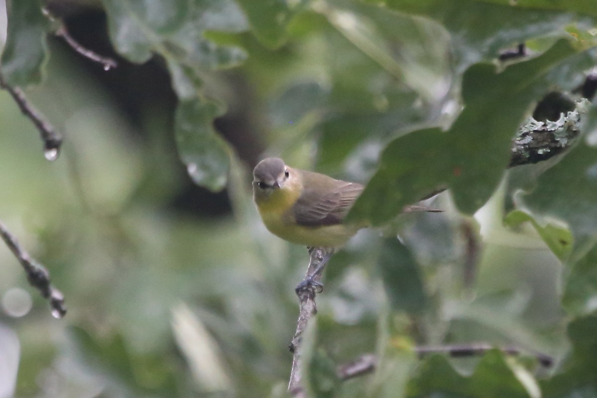 Philadelphia Vireo - Greg Page