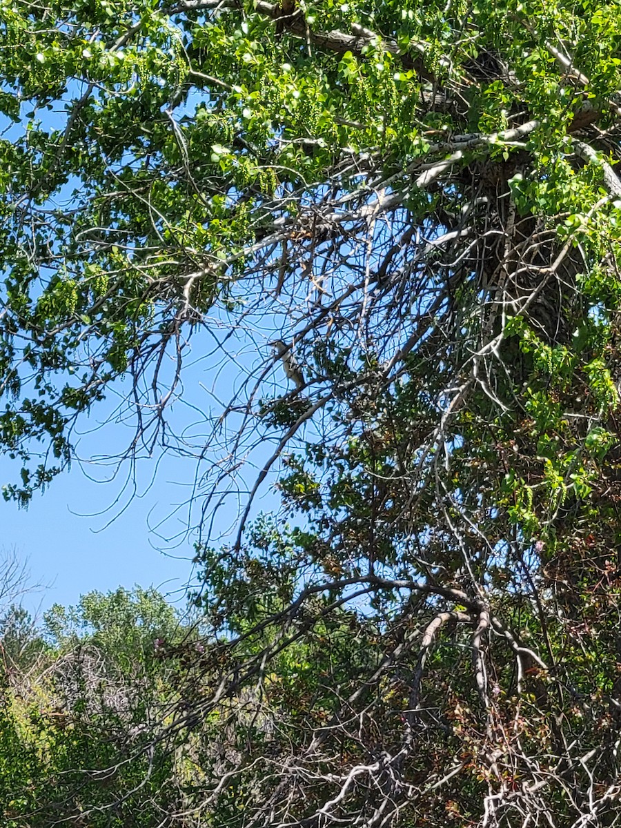 Black-crowned Night Heron - Anonymous