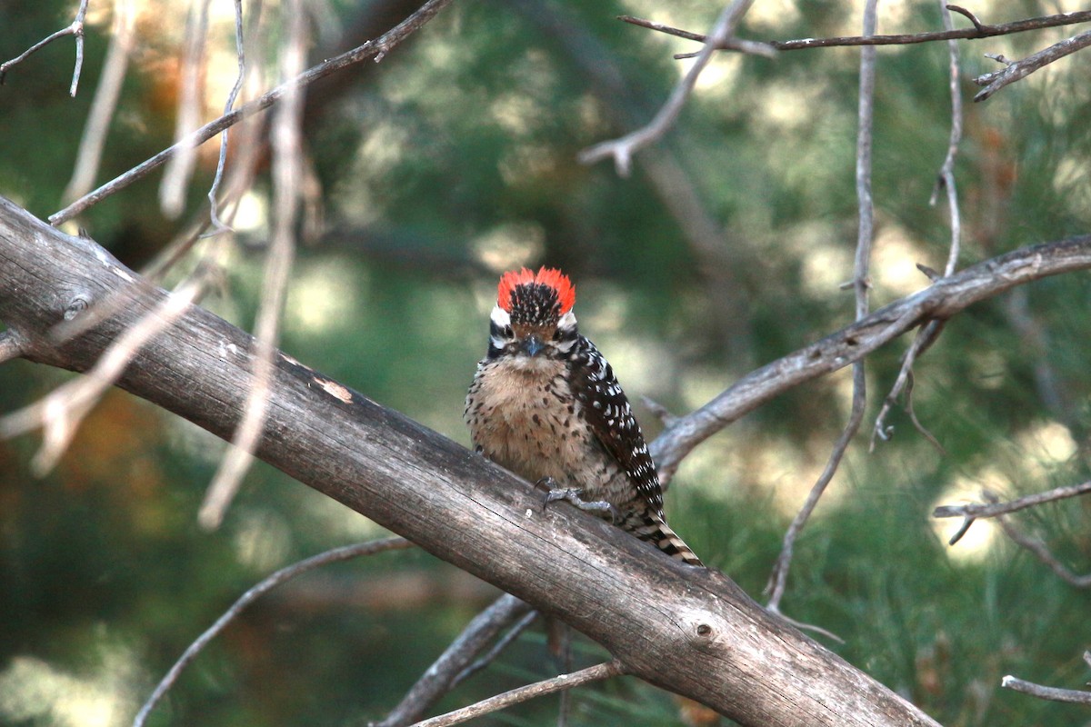 Ladder-backed Woodpecker - Jesse Pline