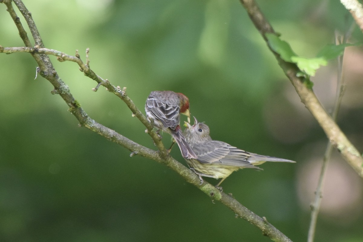 House Finch - ML619495442