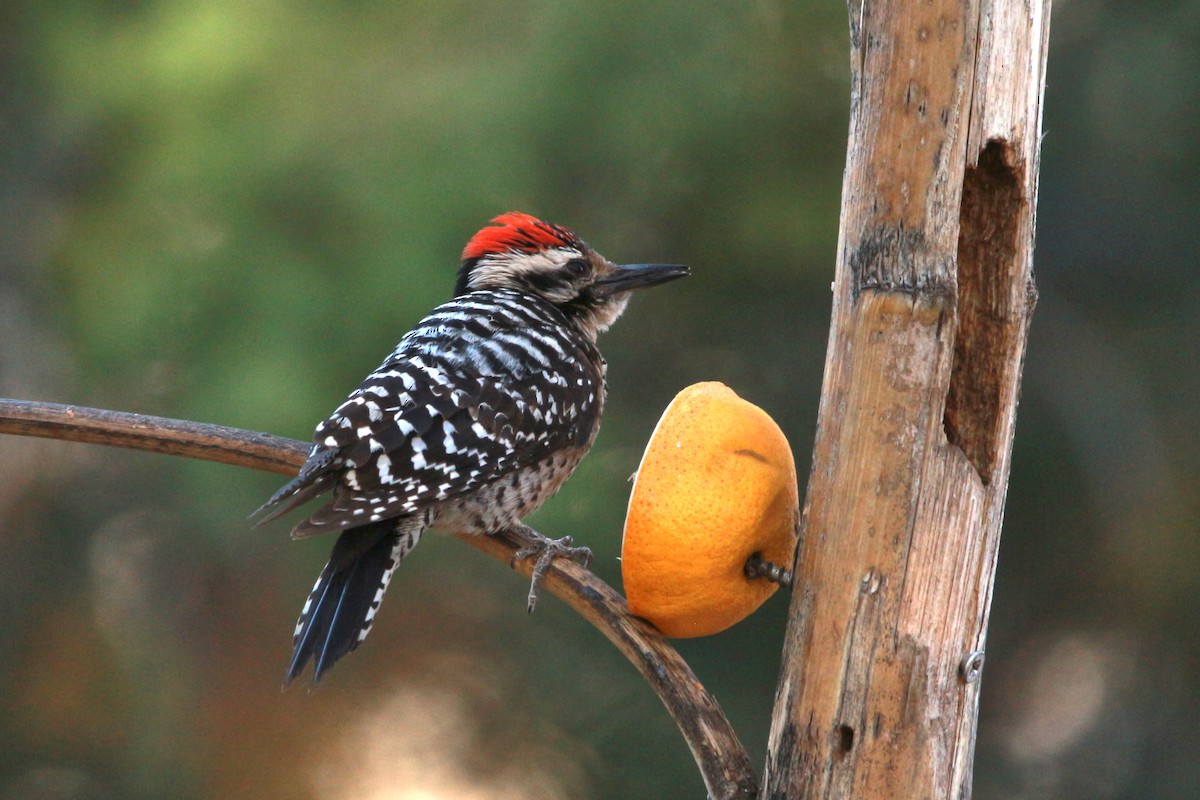 Ladder-backed Woodpecker - Jesse Pline