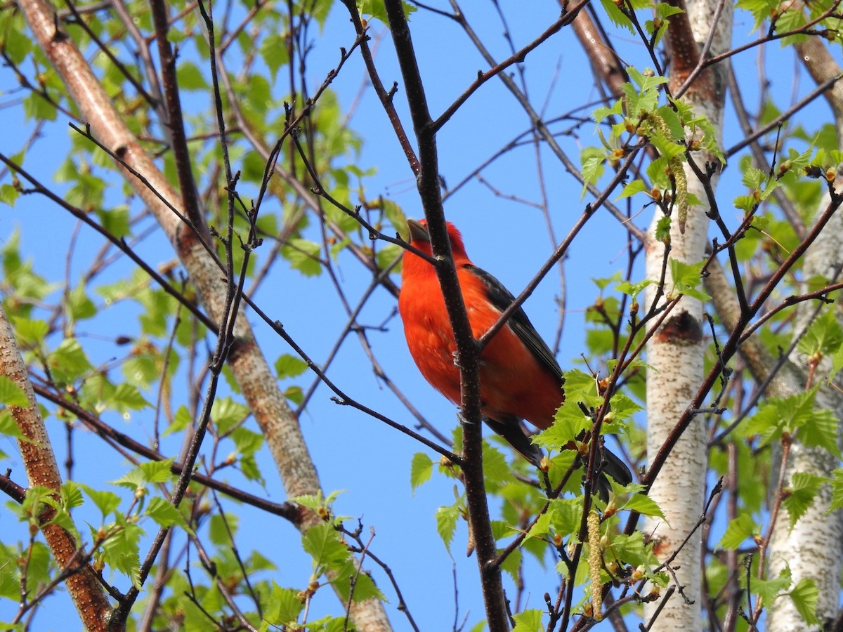 Scarlet Tanager - Marc LeBlanc