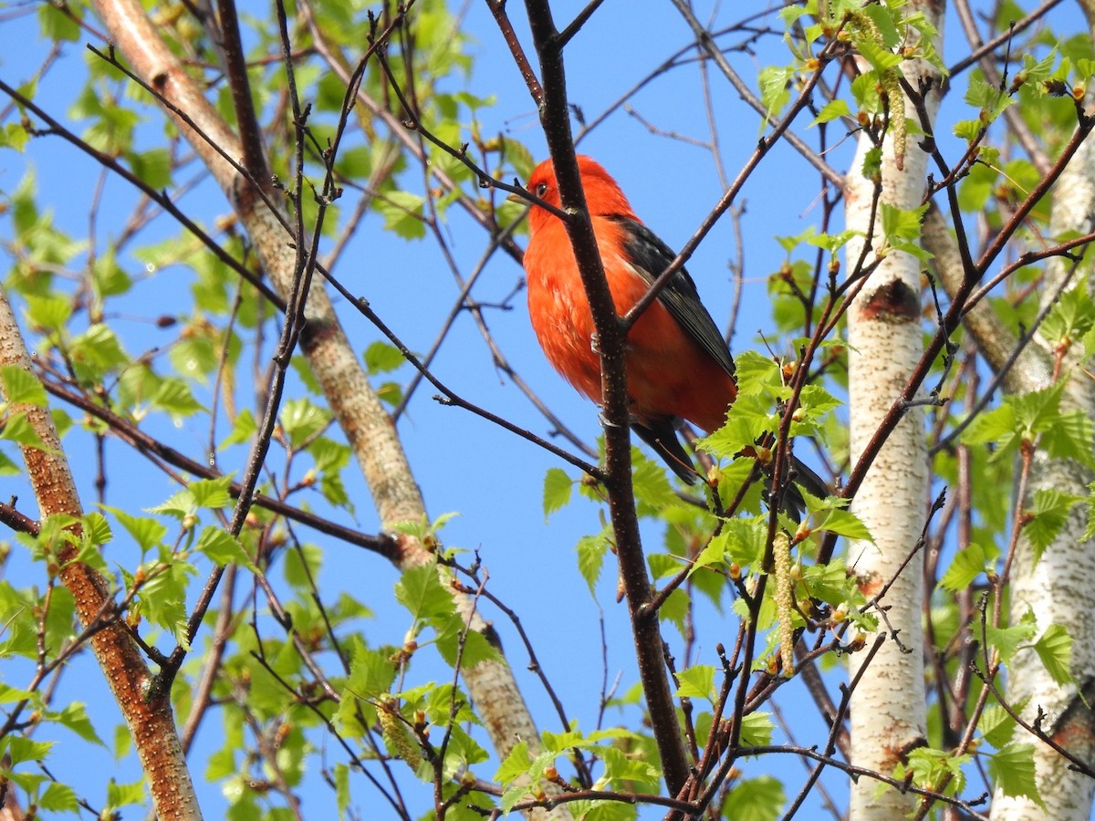 Scarlet Tanager - Marc LeBlanc