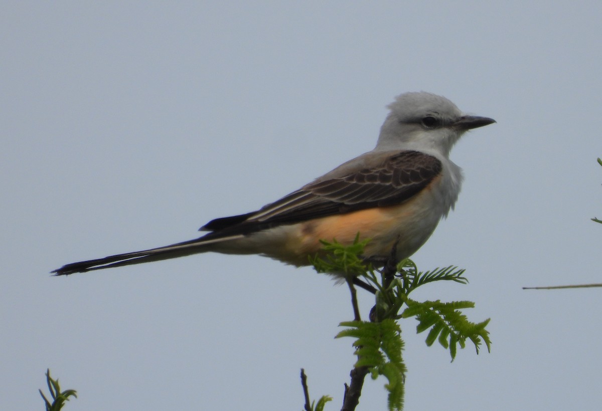 Scissor-tailed Flycatcher - Jeff Miller