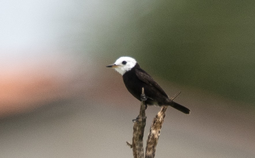 White-headed Marsh Tyrant - ML619495453