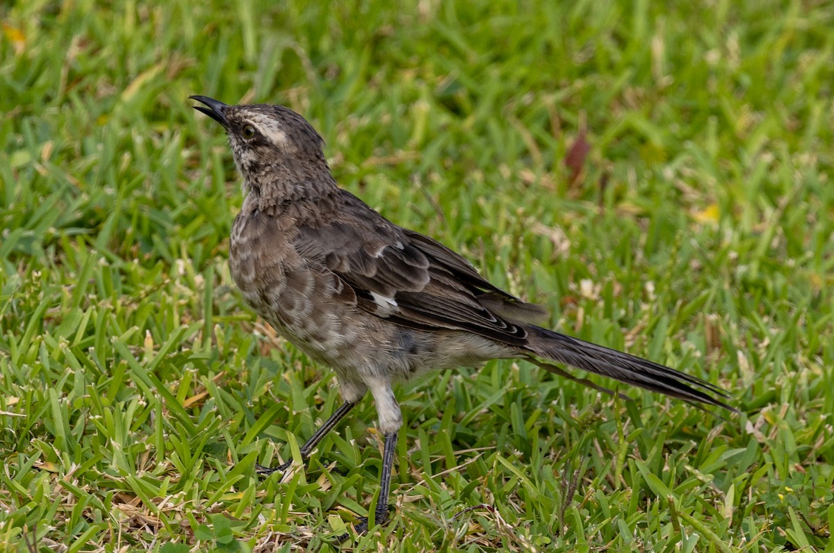 Long-tailed Mockingbird - Lutz Duerselen