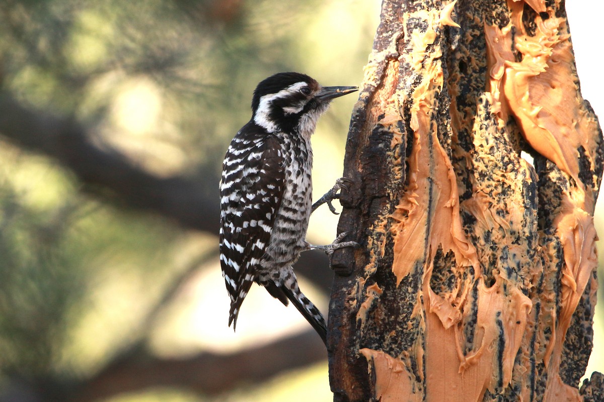 Ladder-backed Woodpecker - Jesse Pline