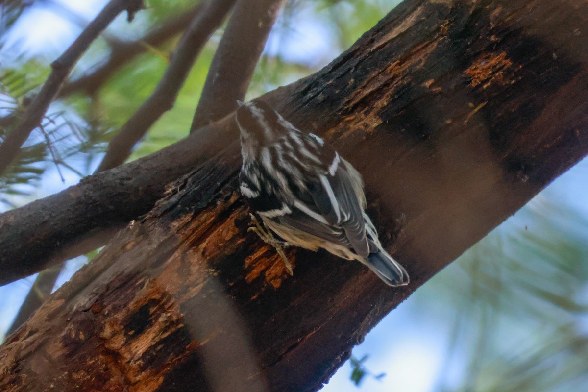 Black-and-white Warbler - Joey McCracken