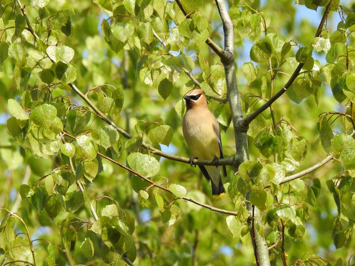 Cedar Waxwing - Marc LeBlanc