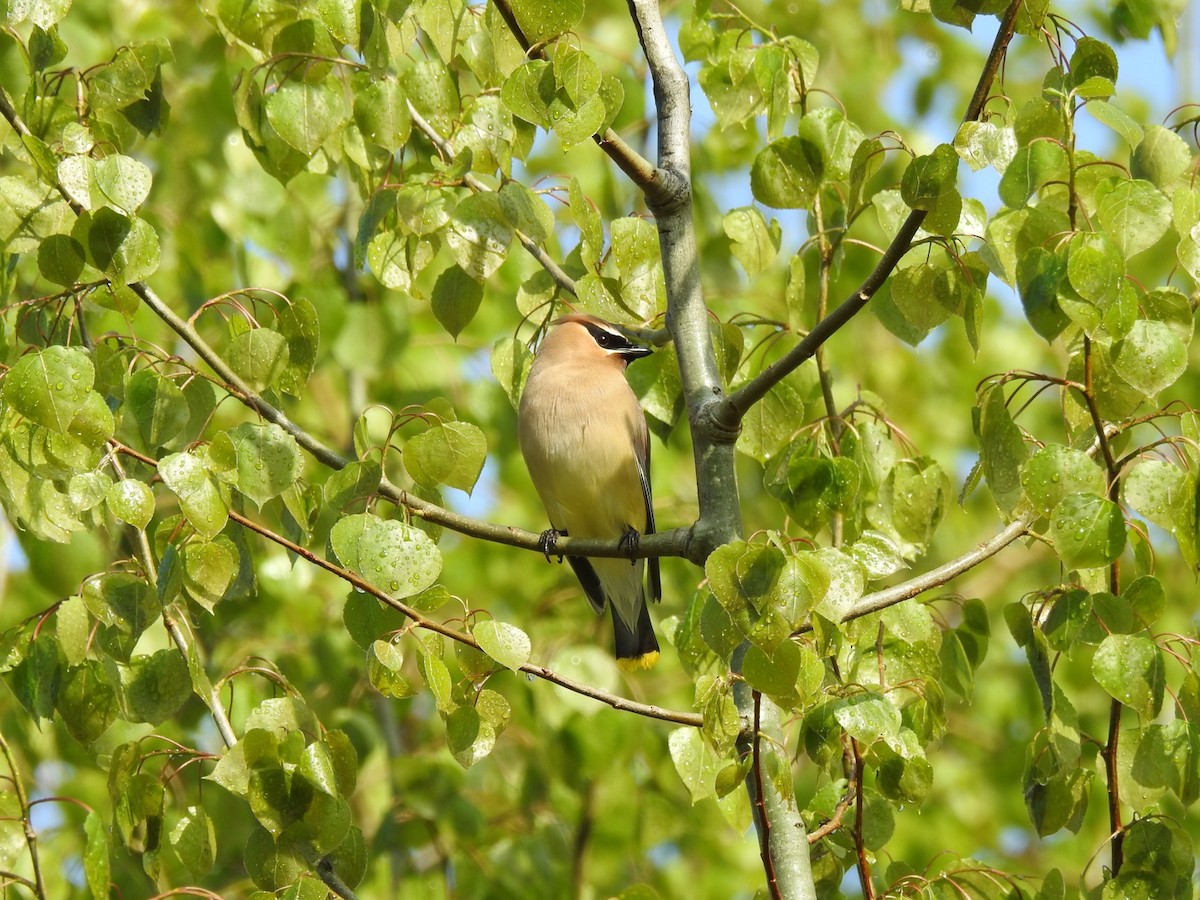 Cedar Waxwing - Marc LeBlanc