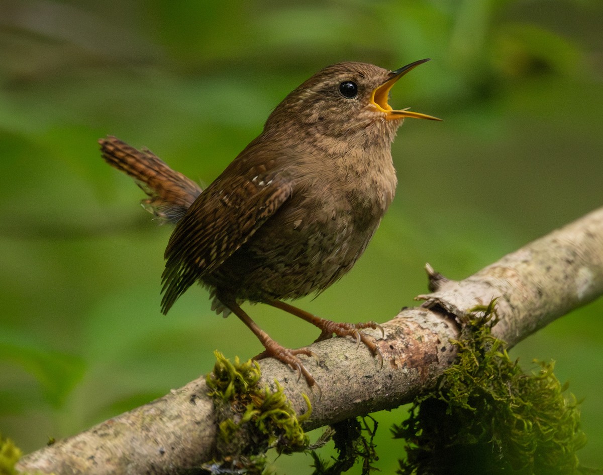 Pacific Wren - Greg Schrader