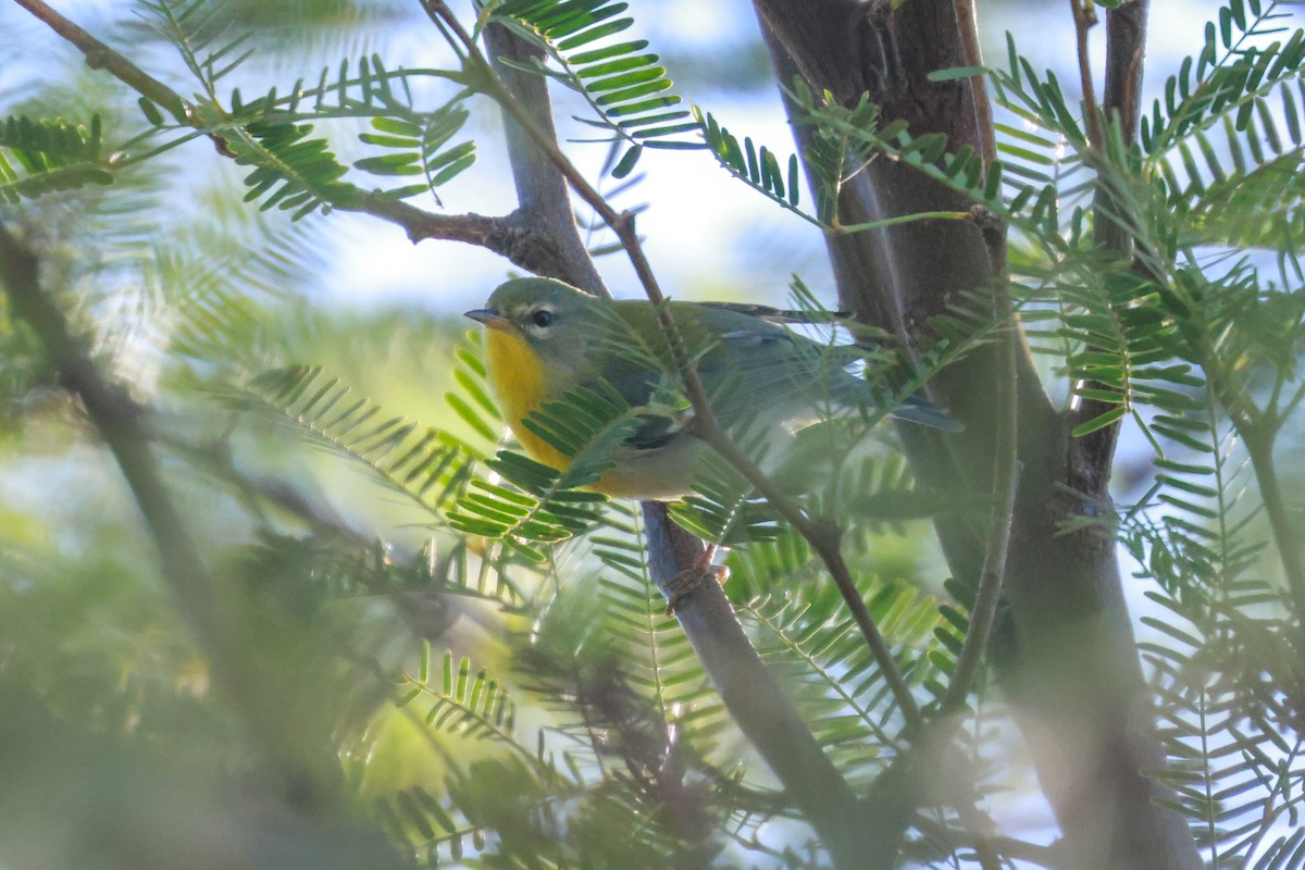 Northern Parula - Joey McCracken