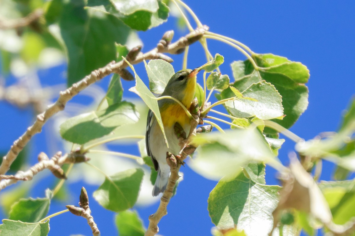 Northern Parula - Joey McCracken