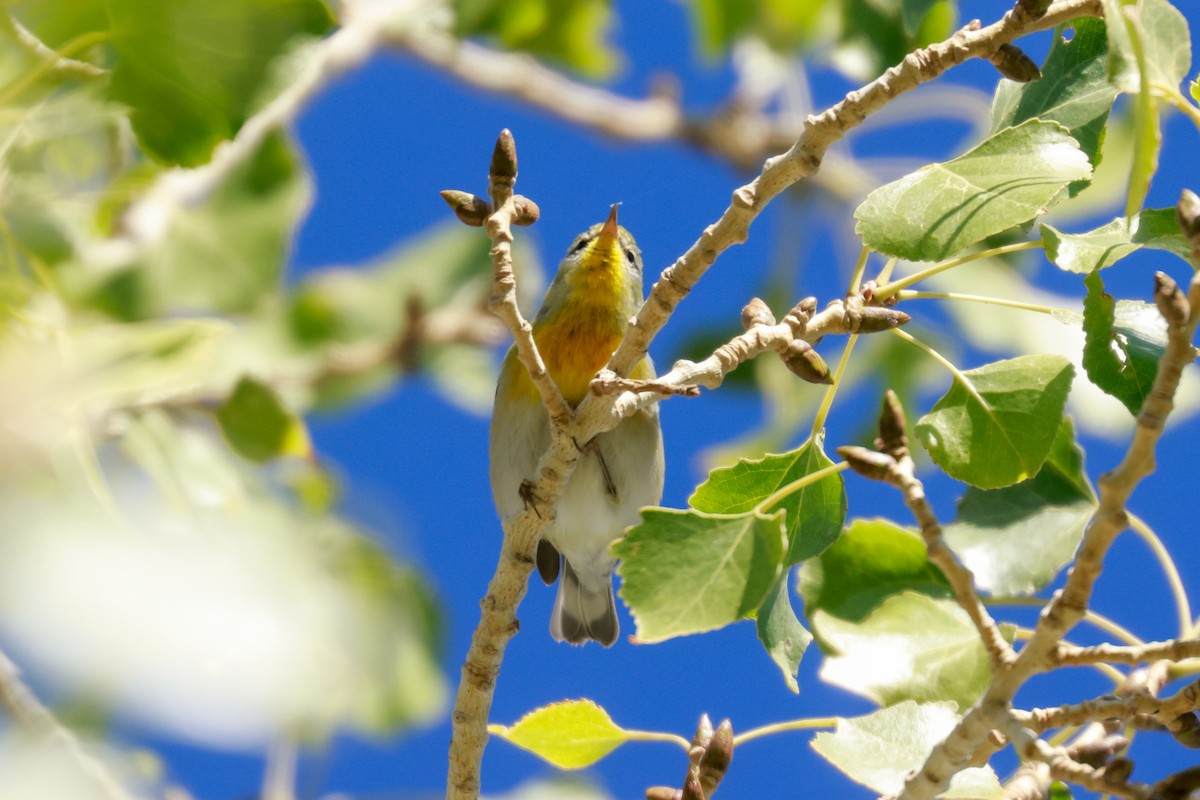 Northern Parula - Joey McCracken