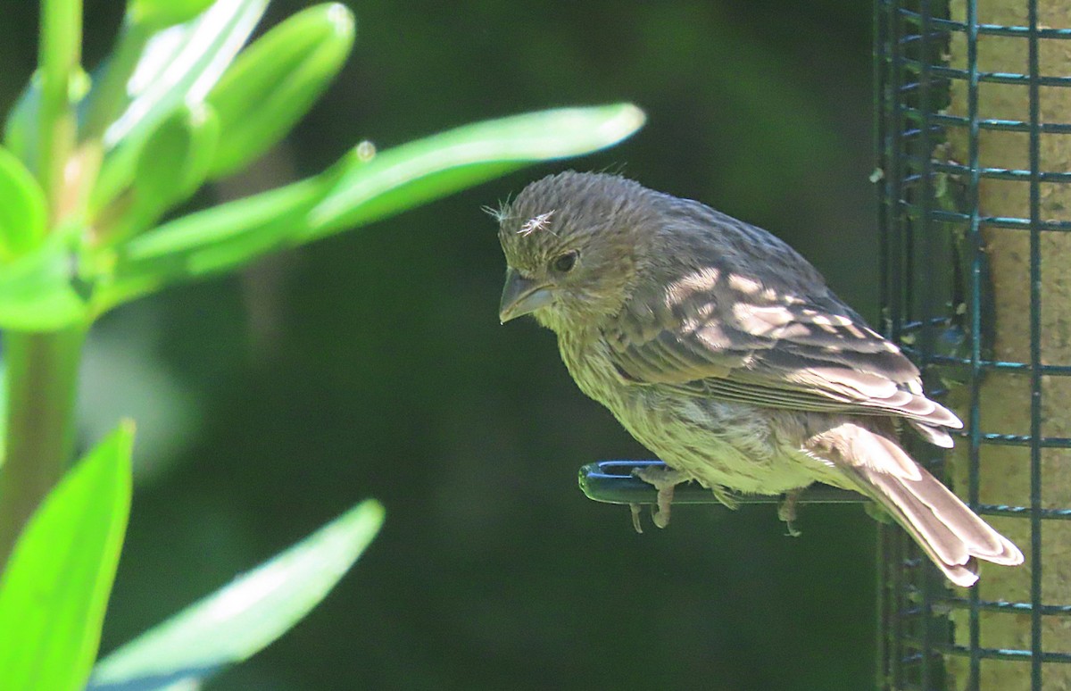 House Finch - Martha Keller