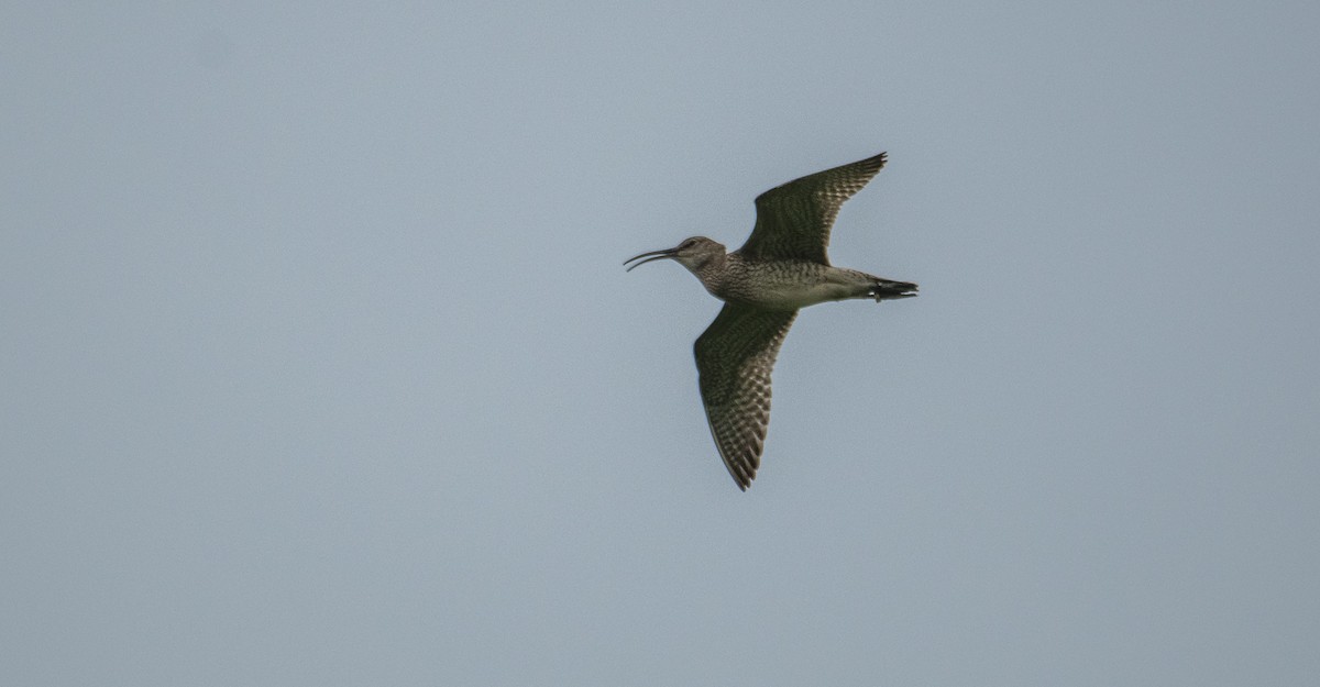 Whimbrel - Theo de Clermont