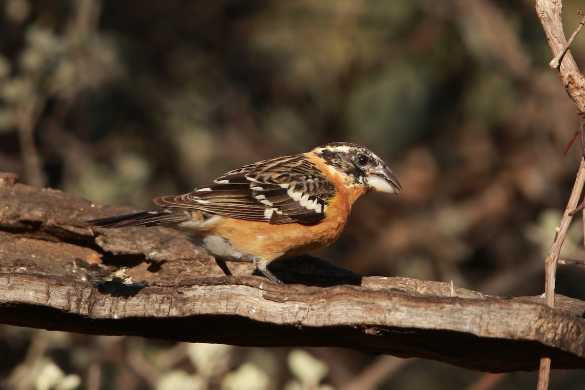 Black-headed Grosbeak - Jesse Pline