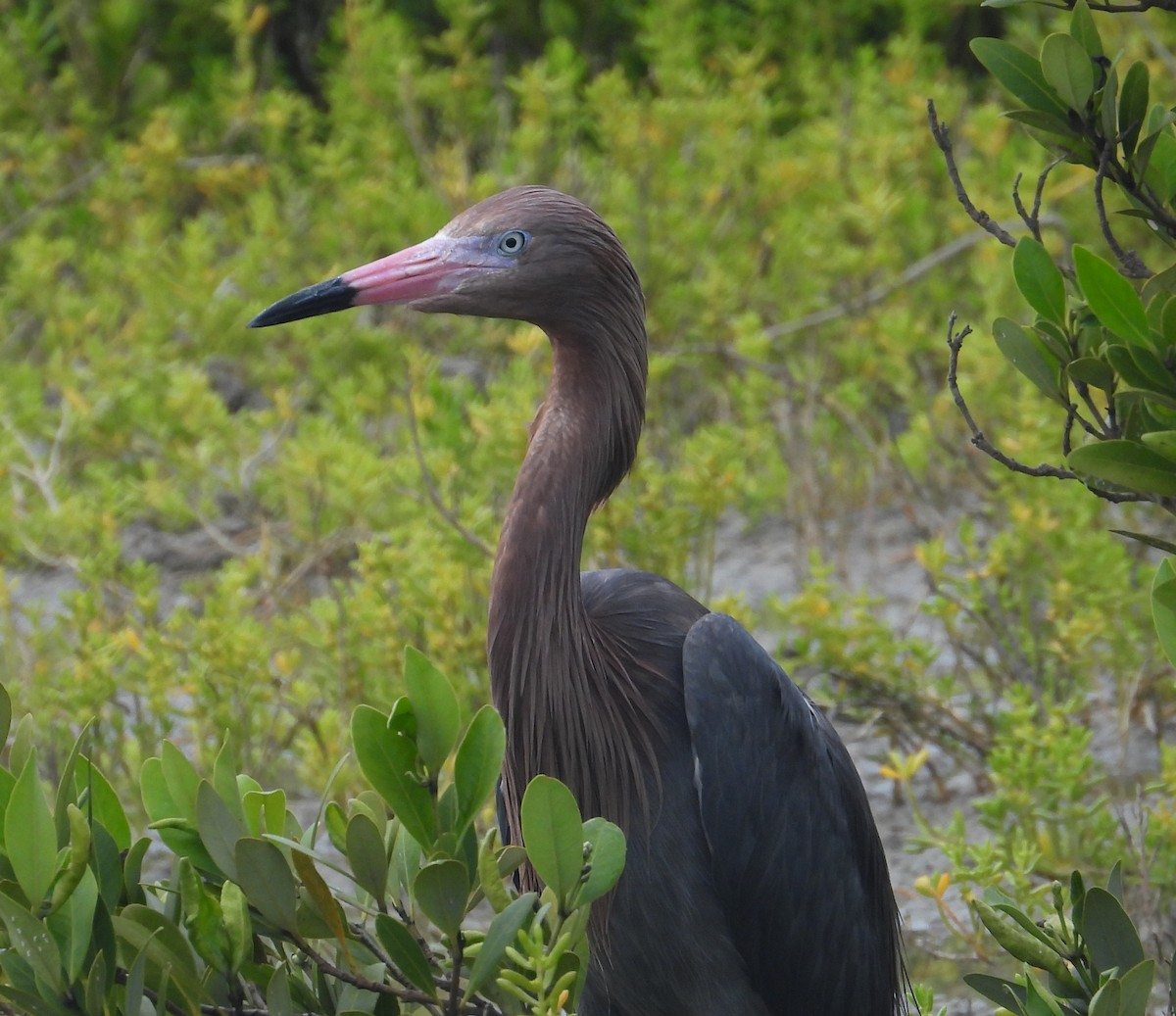 Reddish Egret - Jeff Miller