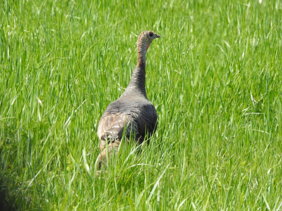 Wild Turkey - Marc LeBlanc