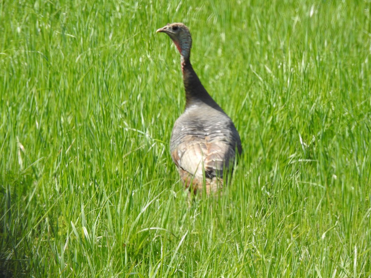 Wild Turkey - Marc LeBlanc