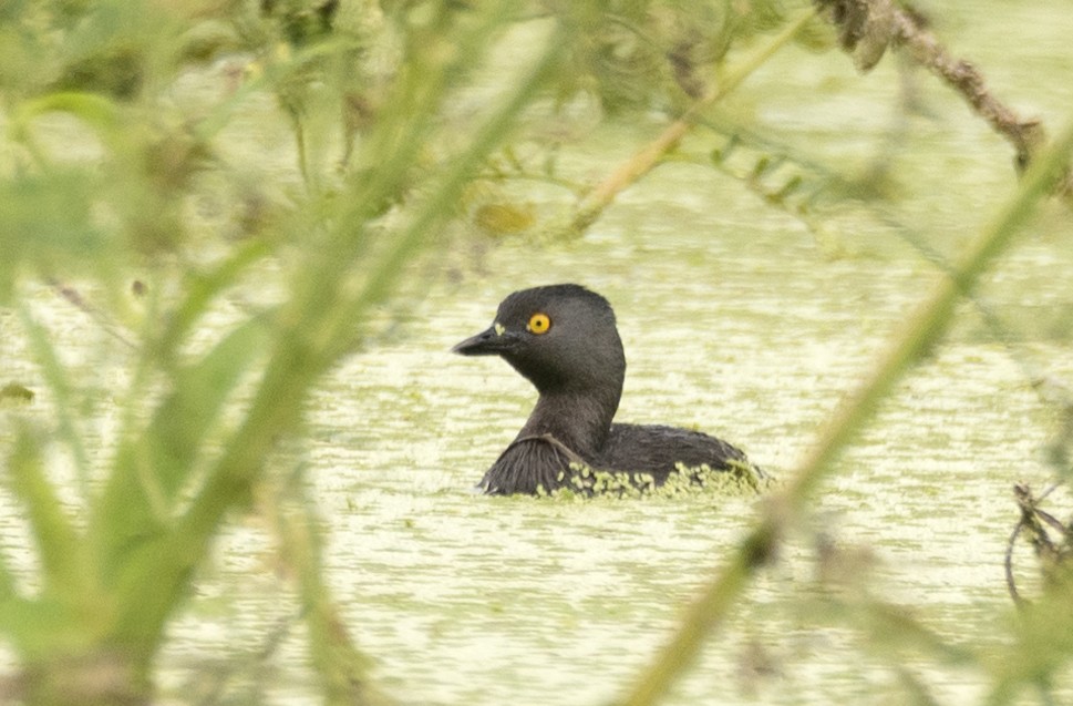 Least Grebe - ML619495490