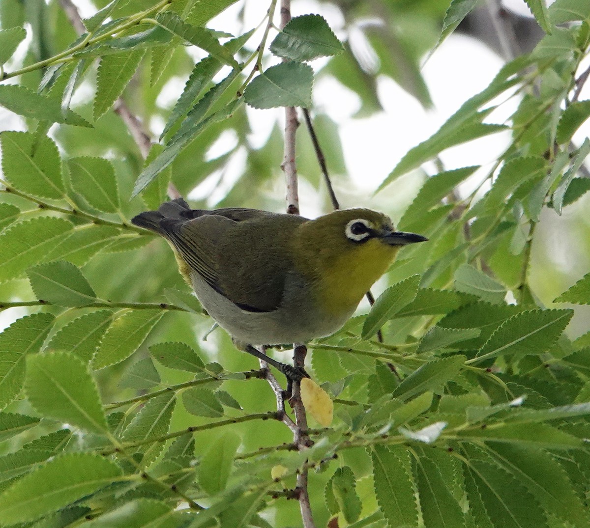 Swinhoe's White-eye - ML619495497