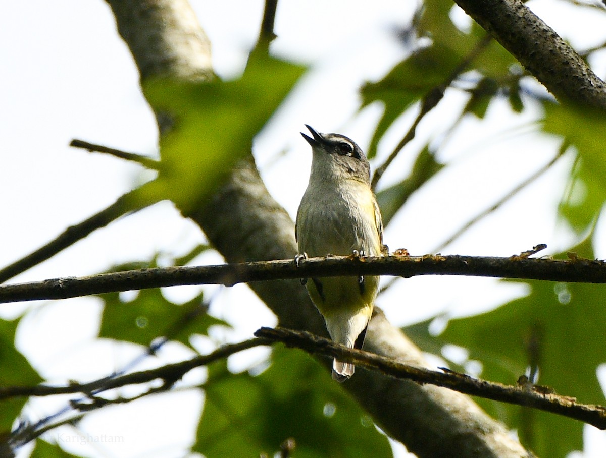 Blue-headed Vireo - Arav and Aranya Karighattam