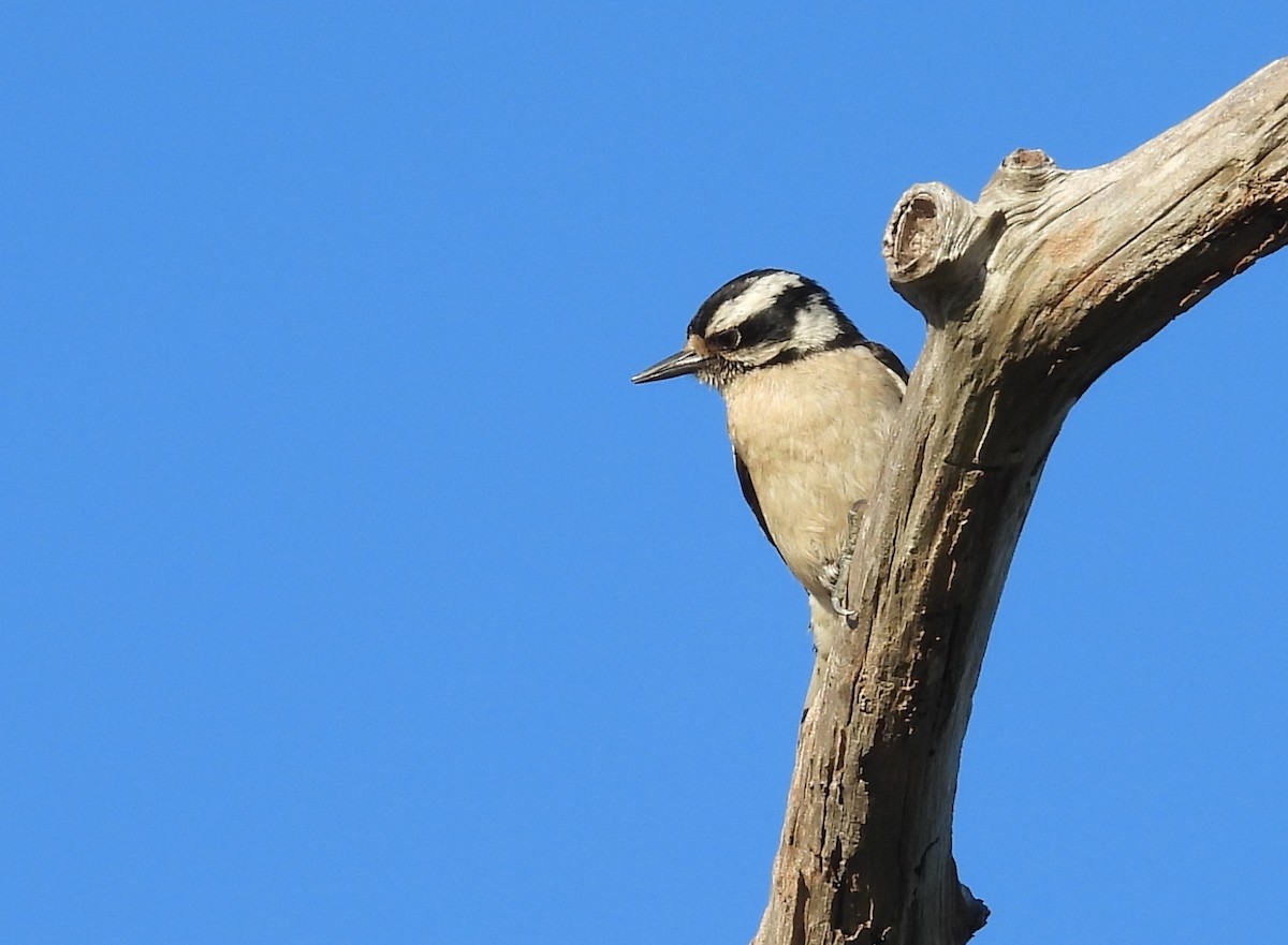 Downy Woodpecker - ML619495514