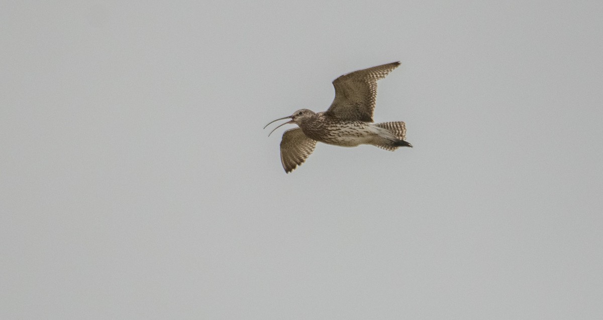 Eurasian Curlew - Theo de Clermont