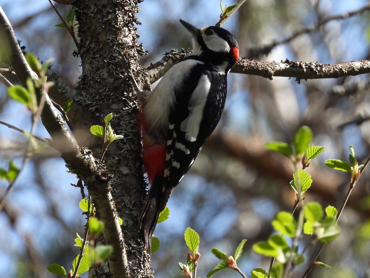 Great Spotted Woodpecker - ML619495516