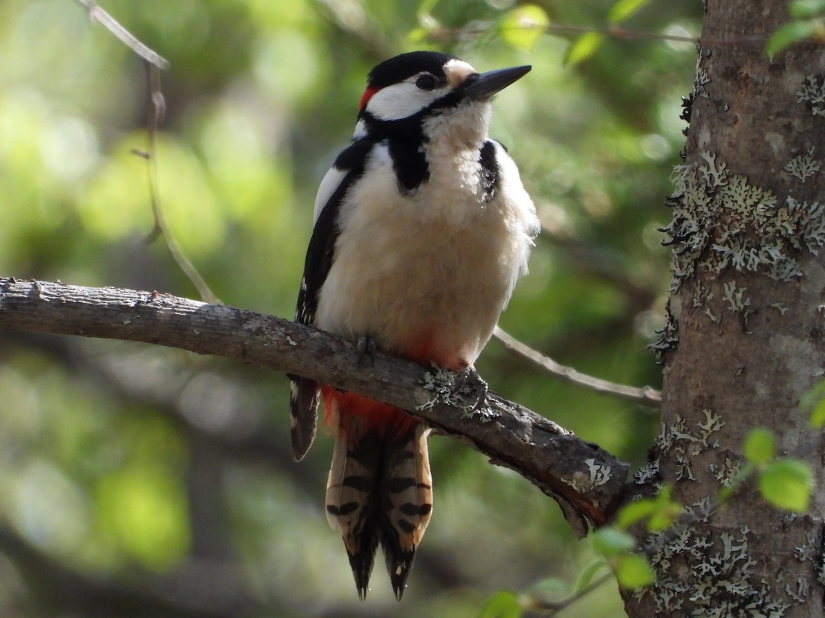 Great Spotted Woodpecker - Mike Thelen