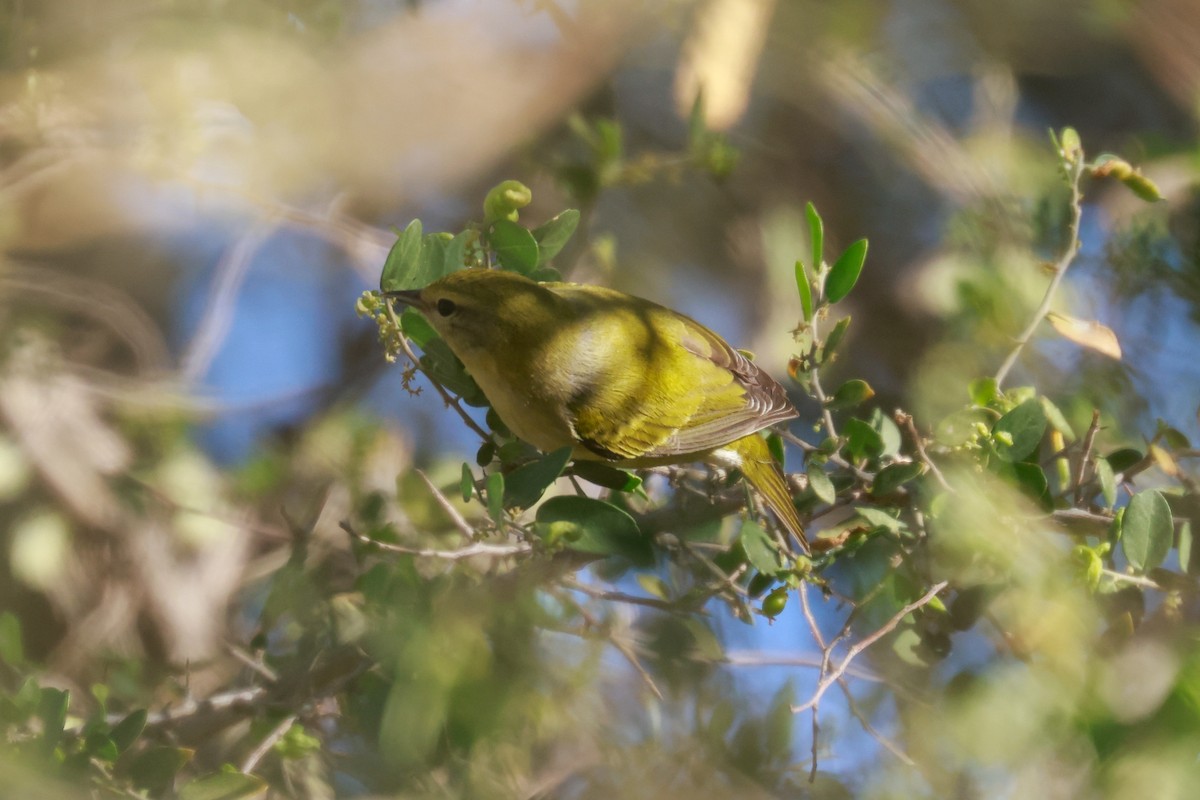 Tennessee Warbler - Joey McCracken