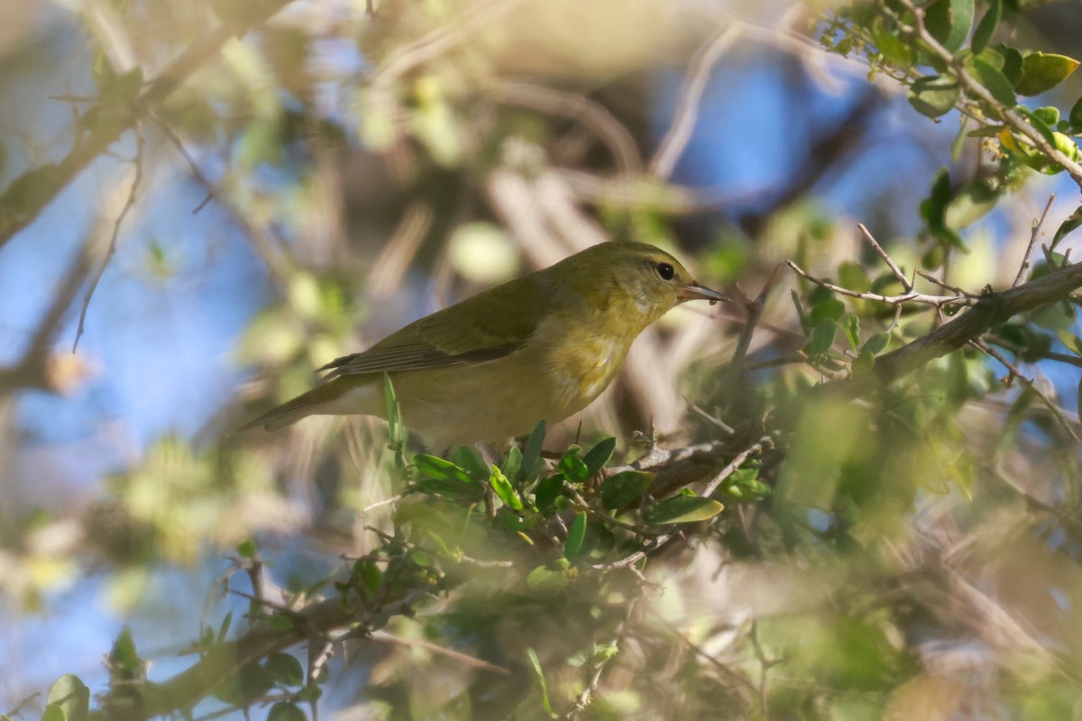 Tennessee Warbler - Joey McCracken