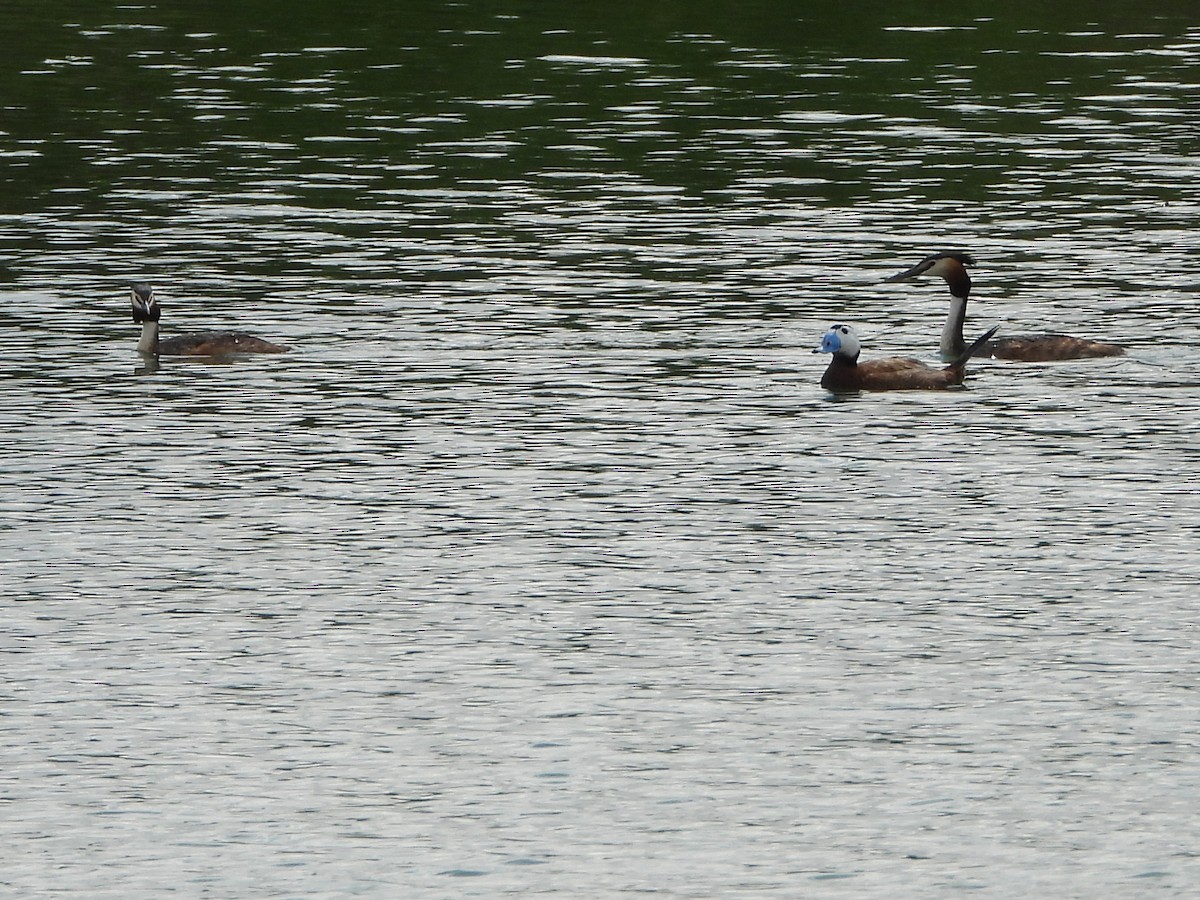 Great Crested Grebe - Ricardo Moral