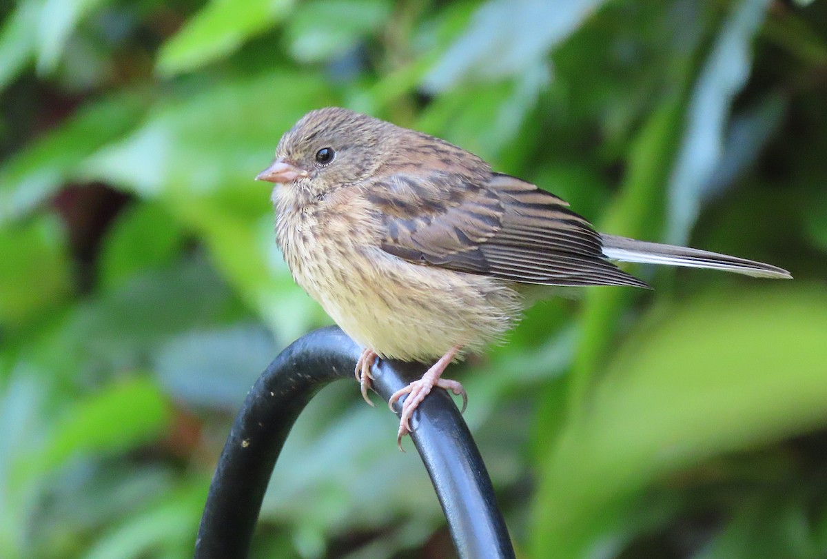 Dark-eyed Junco - Martha Keller