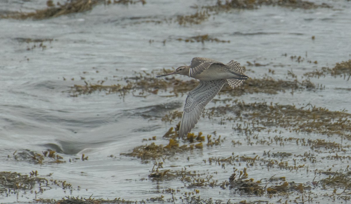 Bar-tailed Godwit - Theo de Clermont