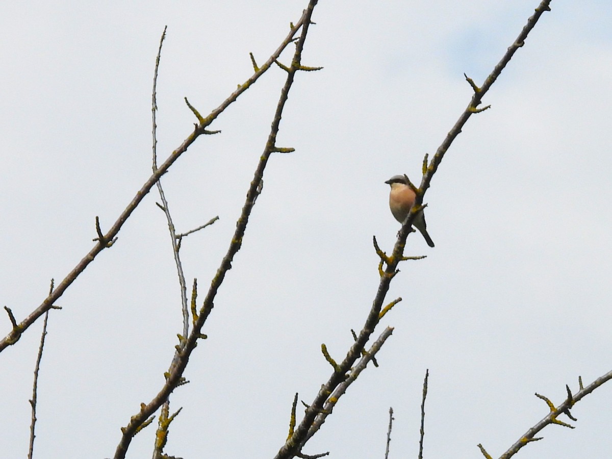 Red-backed Shrike - Tanja Britton