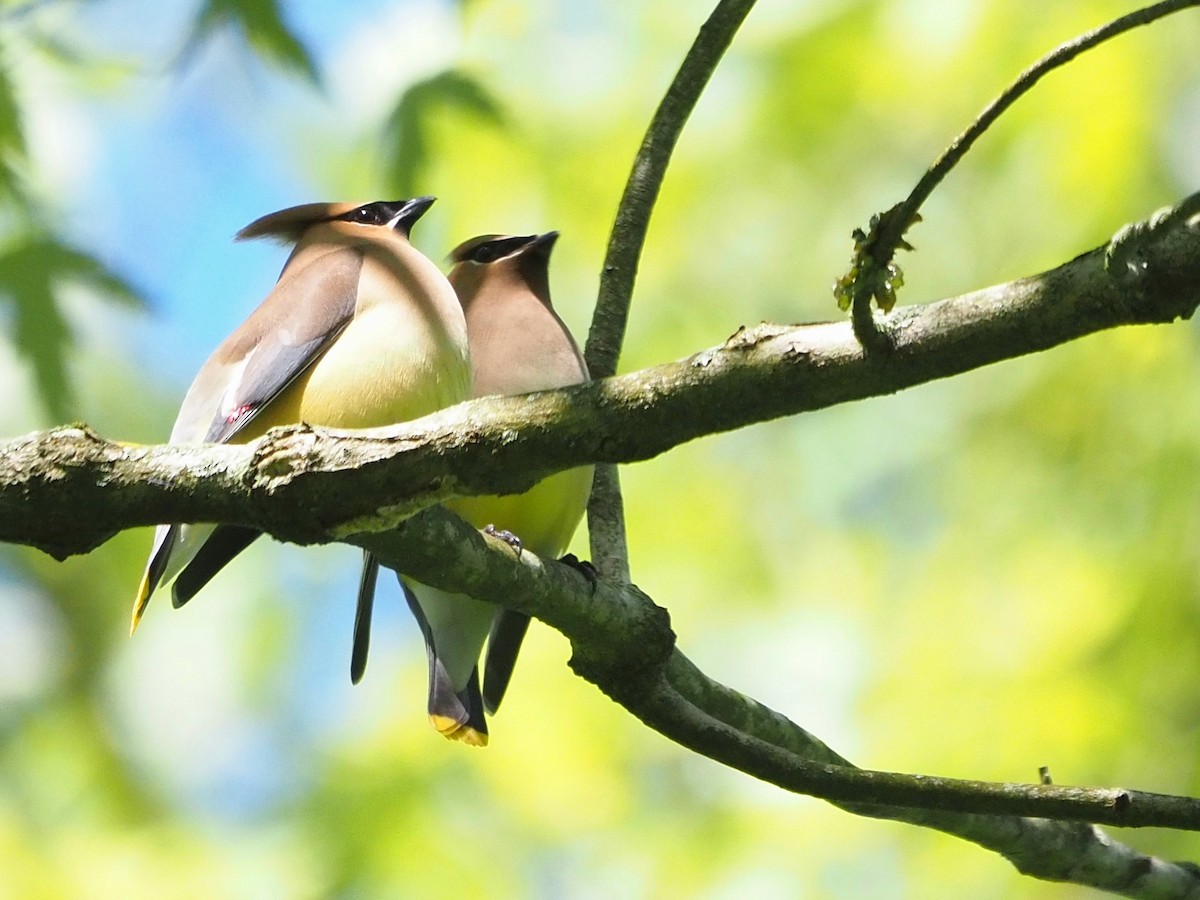 Cedar Waxwing - Bill Kunze