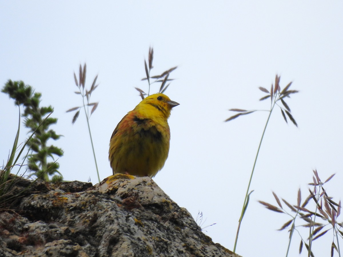 Yellowhammer - Tanja Britton