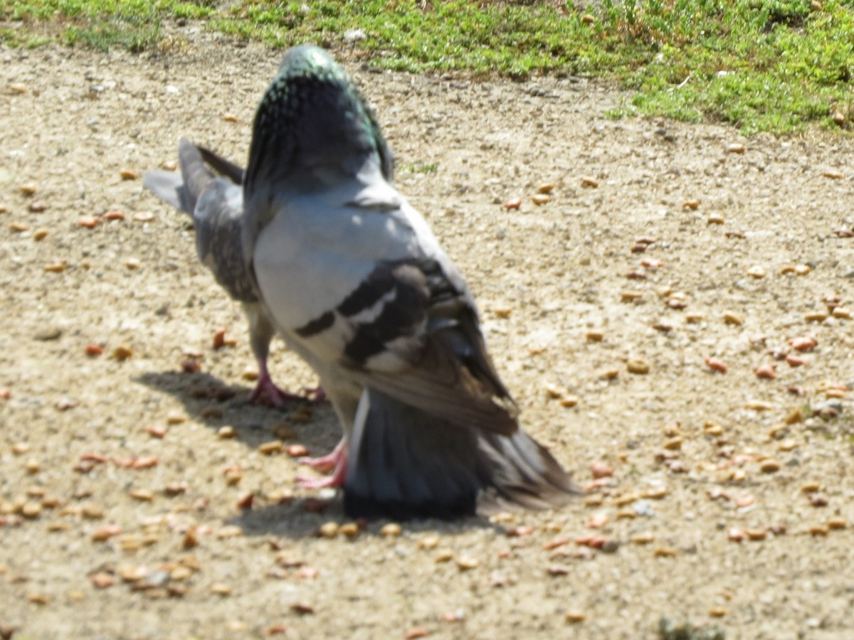 Rock Pigeon (Feral Pigeon) - GLORIA GWYNNE