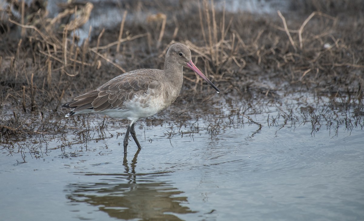 Black-tailed Godwit - Theo de Clermont