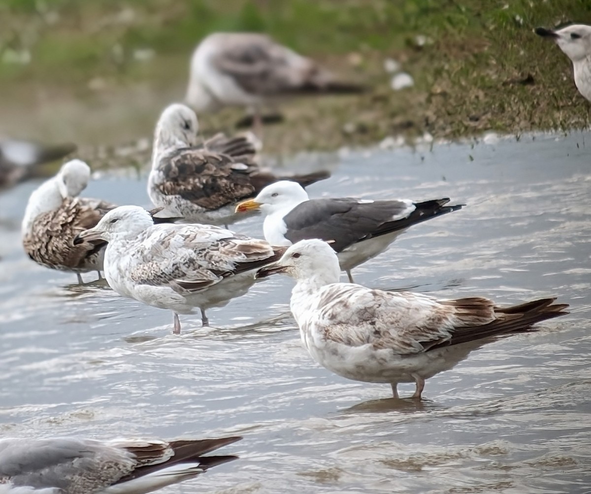 Caspian Gull - Brendan Doe