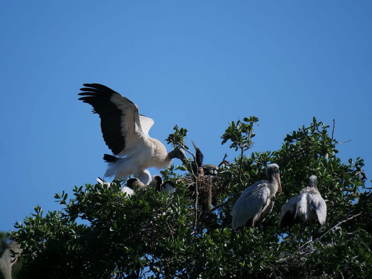 Wood Stork - ML619495560