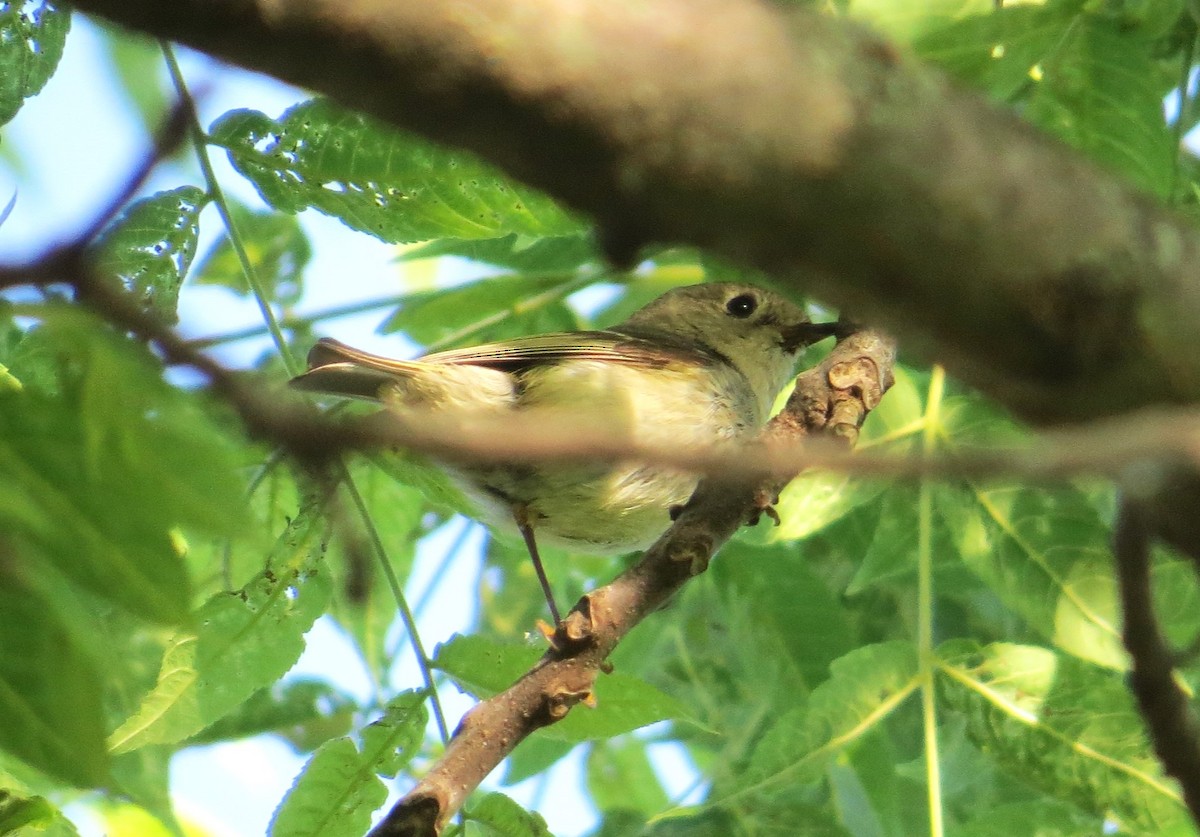 Ruby-crowned Kinglet - Vivek Govind Kumar