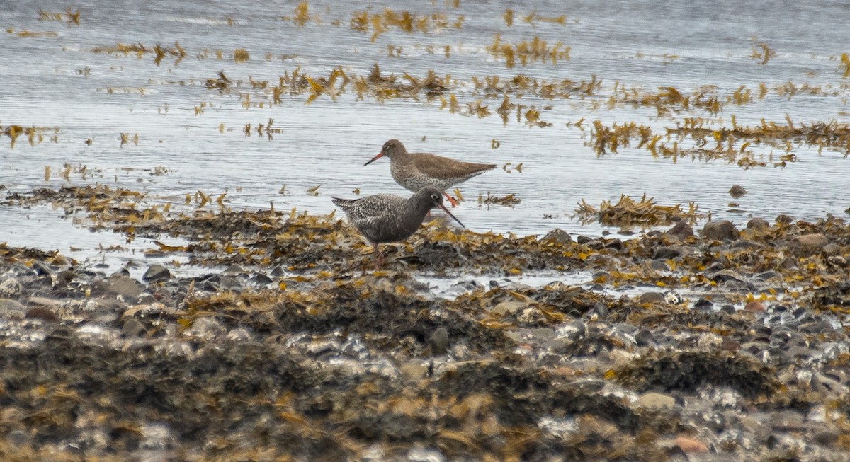 Spotted Redshank - Theo de Clermont