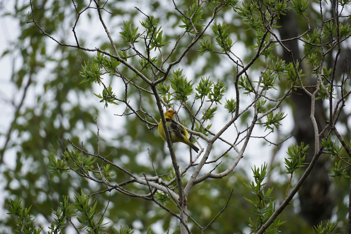 Western Tanager - Danielle Gimbal