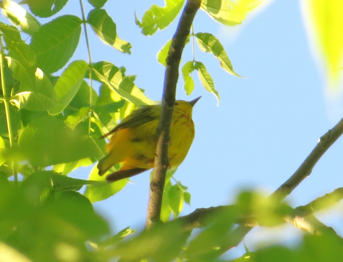 Yellow Warbler - Vivek Govind Kumar