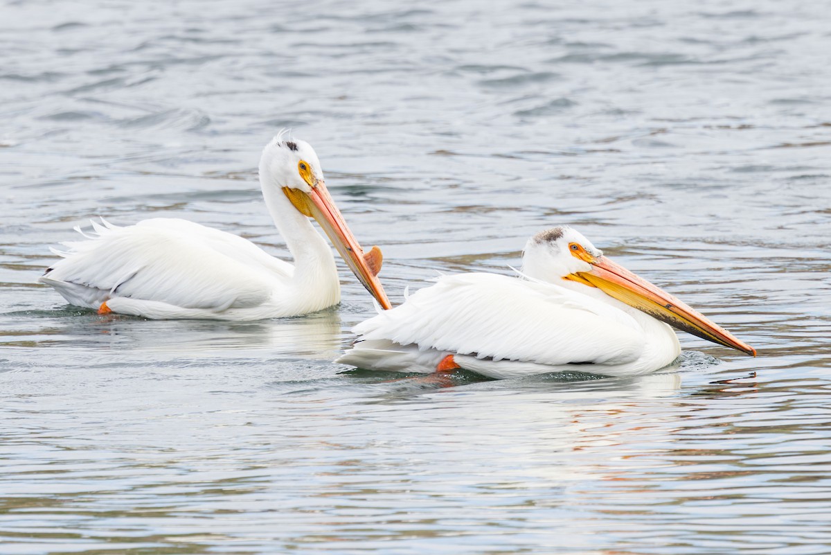 American White Pelican - ML619495592