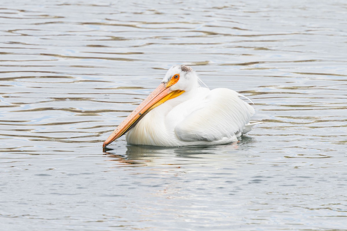 American White Pelican - Elliott Ress